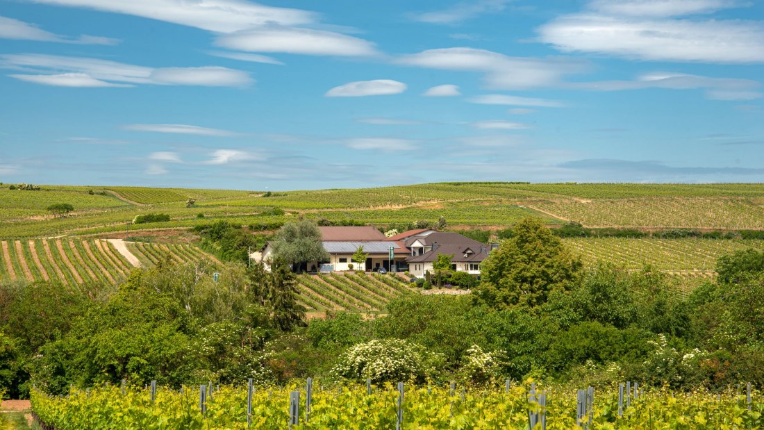 Machmer_Weingut_Titelbild Machmer_Weingut_Titelbild