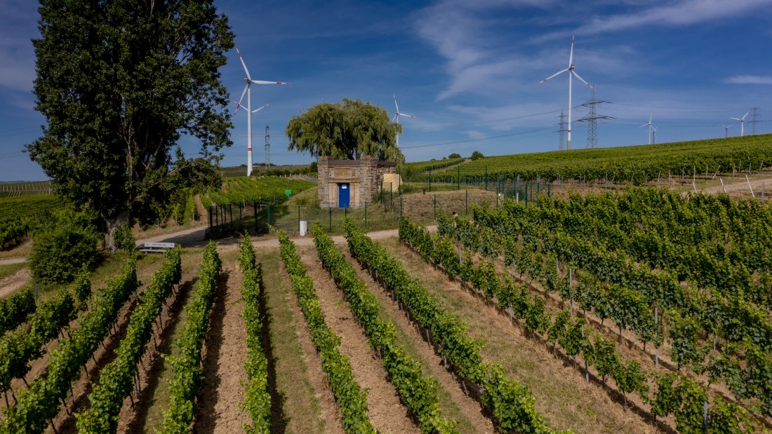 Gau-Heppenheimer Schlossberg Gau-Heppenheimer Schlossberg
