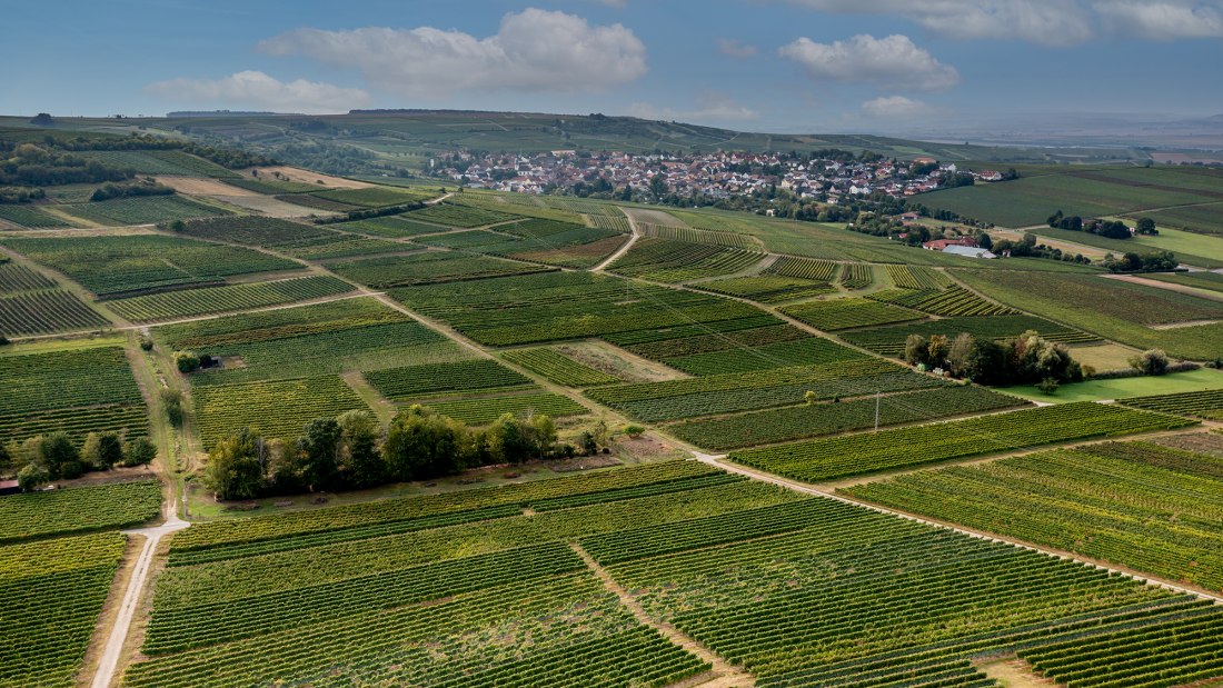 Aspisheimer Sonnenberg Aspisheimer Sonnenberg