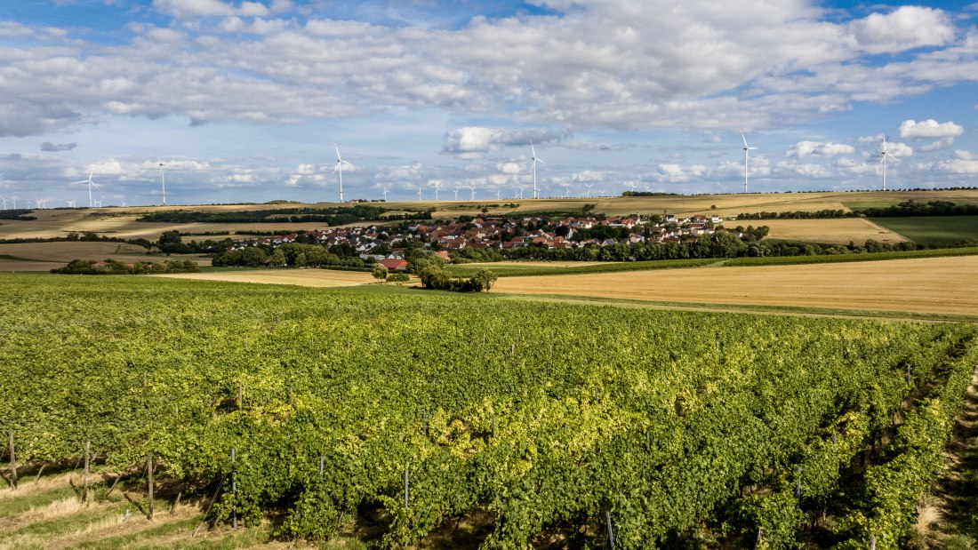 Mauchenheimer Sioner Klosterberg Mauchenheimer Sioner Klosterberg