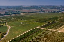 Elsheimer Bockstein Elsheimer Bockstein