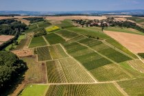 Gau-Algesheimer St. Laurenzi-Kapelle Gau-Algesheimer St. Laurenzi-Kapelle