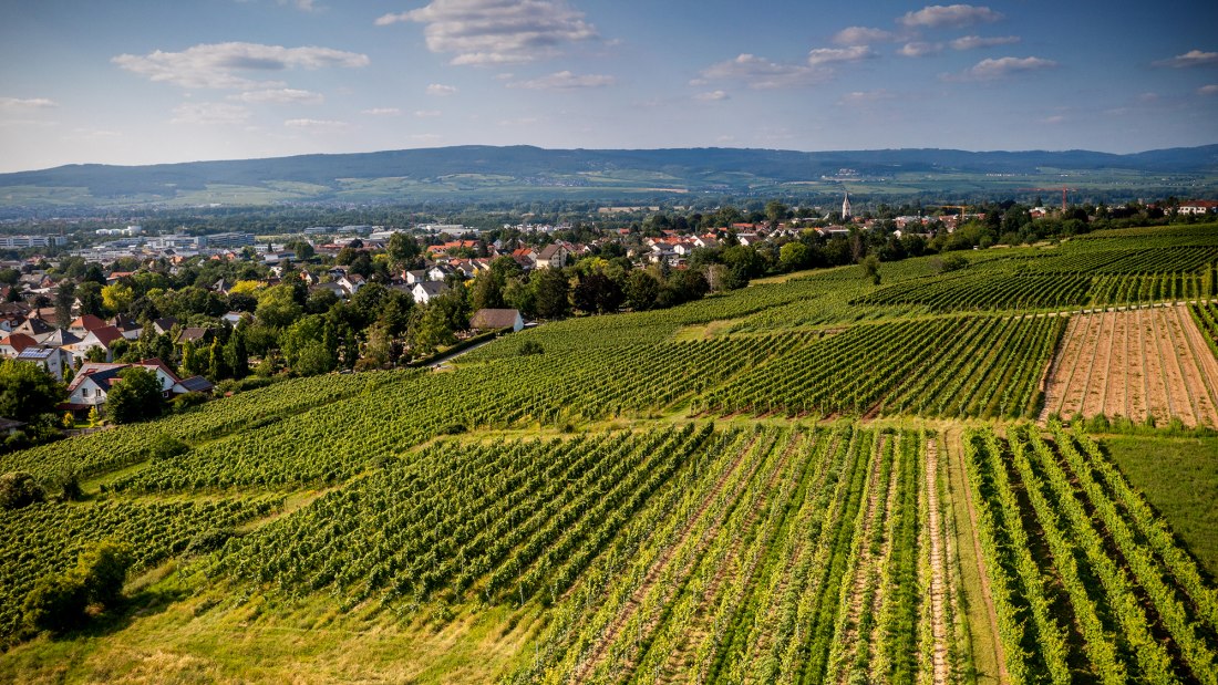 Ingelheimer Horn Ingelheimer Horn