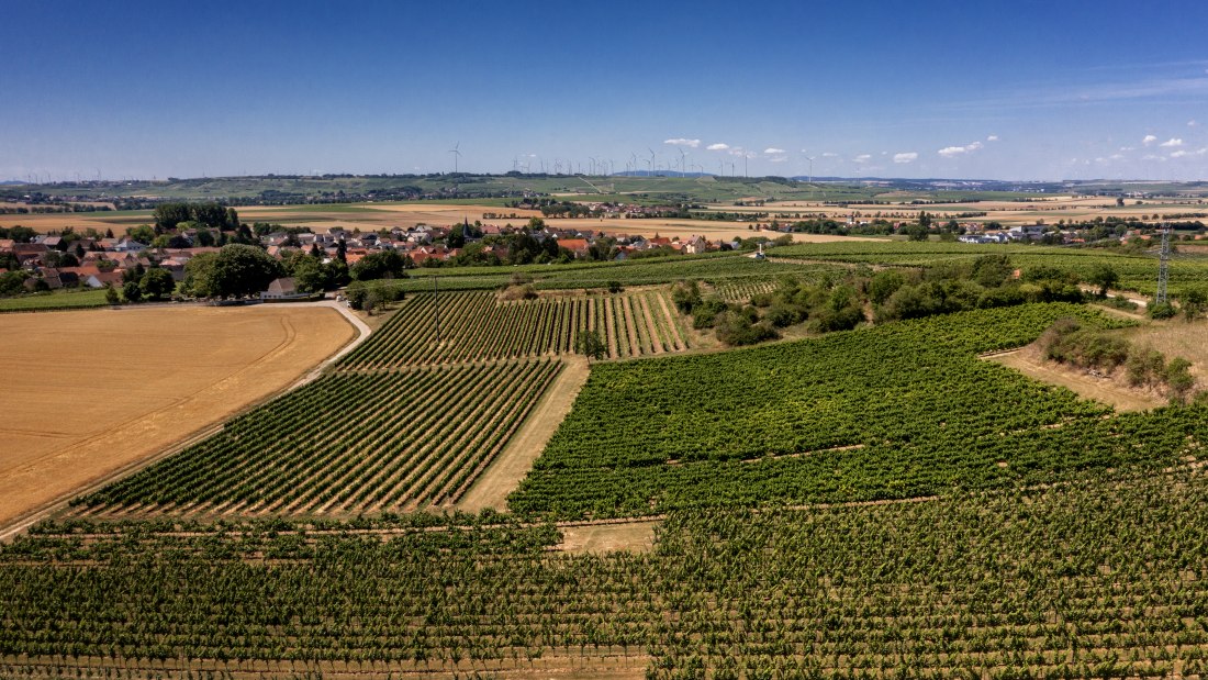 Dorn-Dürkheimer Hasensprung Dorn-Dürkheimer Hasensprung