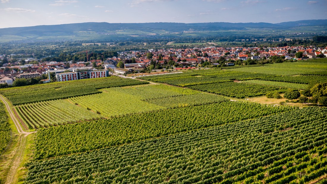 Ingelheimer Höllenweg Ingelheimer Höllenweg