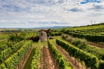Nieder-Flörsheimer Frauenberg Nieder-Flörsheimer Frauenberg