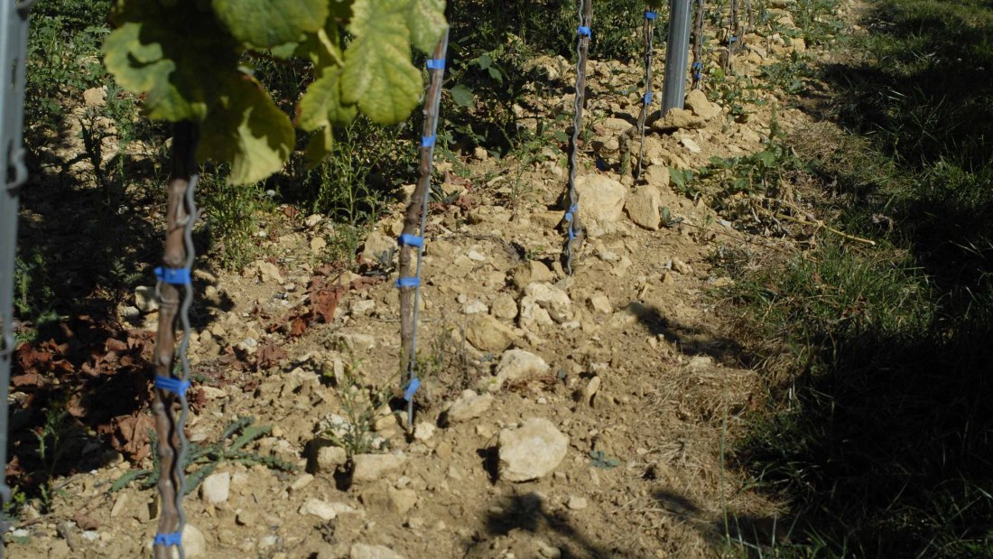 Weingut Eller_Reben, © Weingut Eller Weingut Eller_Reben, © Weingut Eller