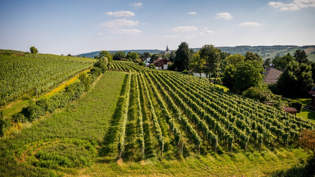 Ingelheimer Horn Ingelheimer Horn