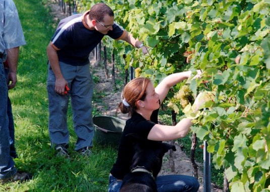 Weingut Lamberth_Weinlese © Weingut Lamberth Weingut Lamberth_Weinlese © Weingut Lamberth