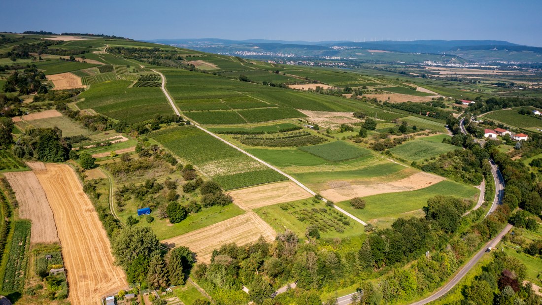 Gau-Algesheimer Goldberg Gau-Algesheimer Goldberg