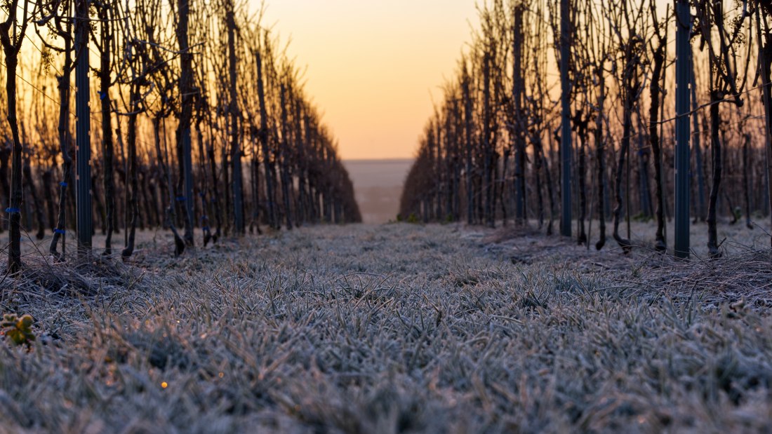 Weingut Gres_Weinberge im Sonnenaufgang, © Weingut Gres Weingut Gres_Weinberge im Sonnenaufgang, © Weingut Gres