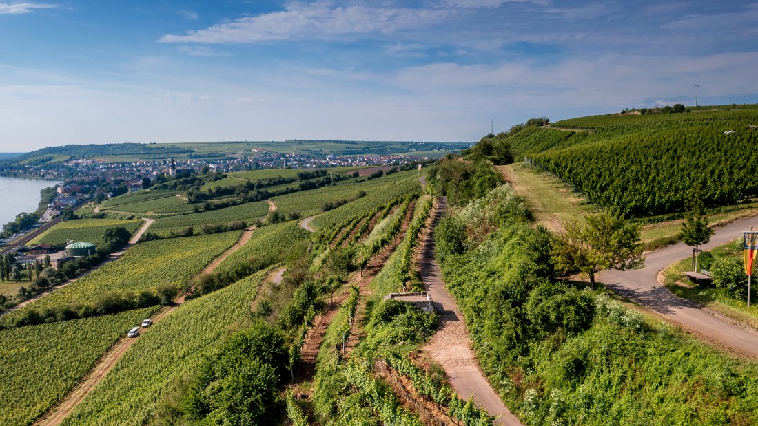 Niersteiner Hipping Niersteiner Hipping