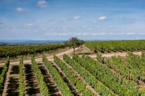 Alzeyer Rotenfels Alzeyer Rotenfels