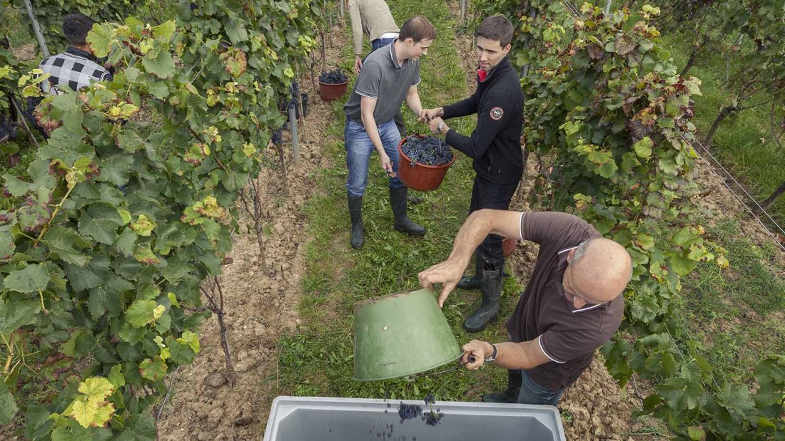 Weingut Spiess GbR - Riederbacherhof_Weinlese, © Michael Zellmer Weingut Spiess GbR - Riederbacherhof_Weinlese, © Michael Zellmer