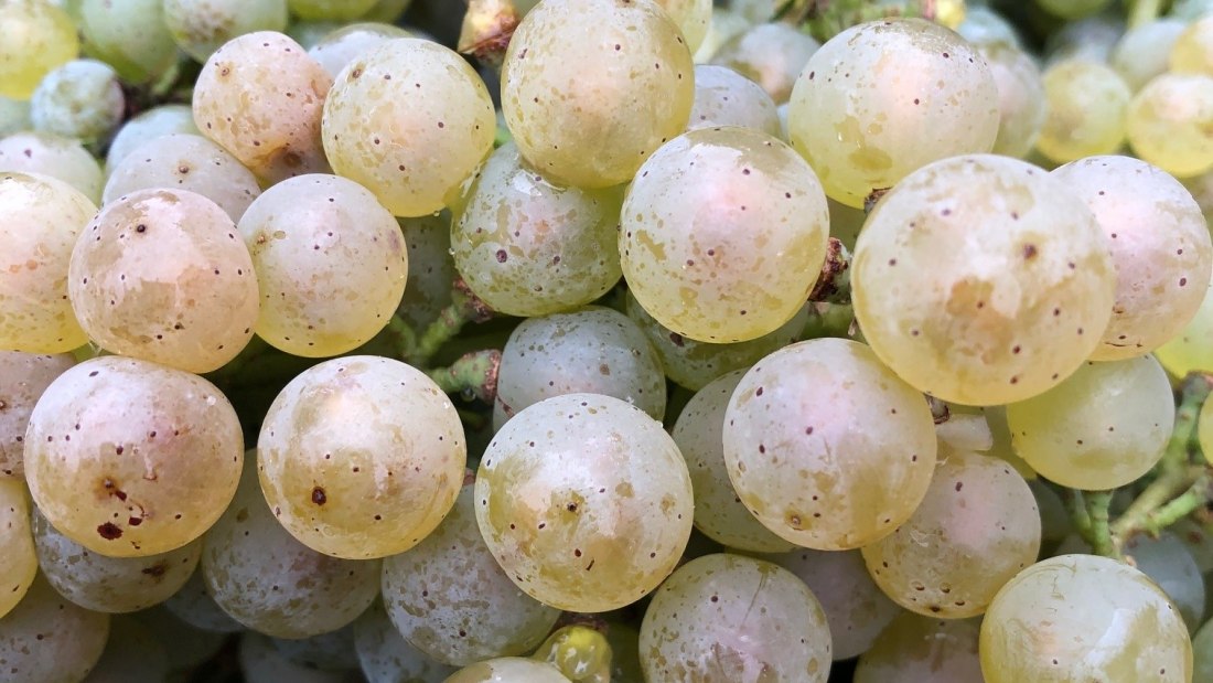 Weingut Seebrich_Herbst, © Weingut Seebrich Weingut Seebrich_Herbst, © Weingut Seebrich