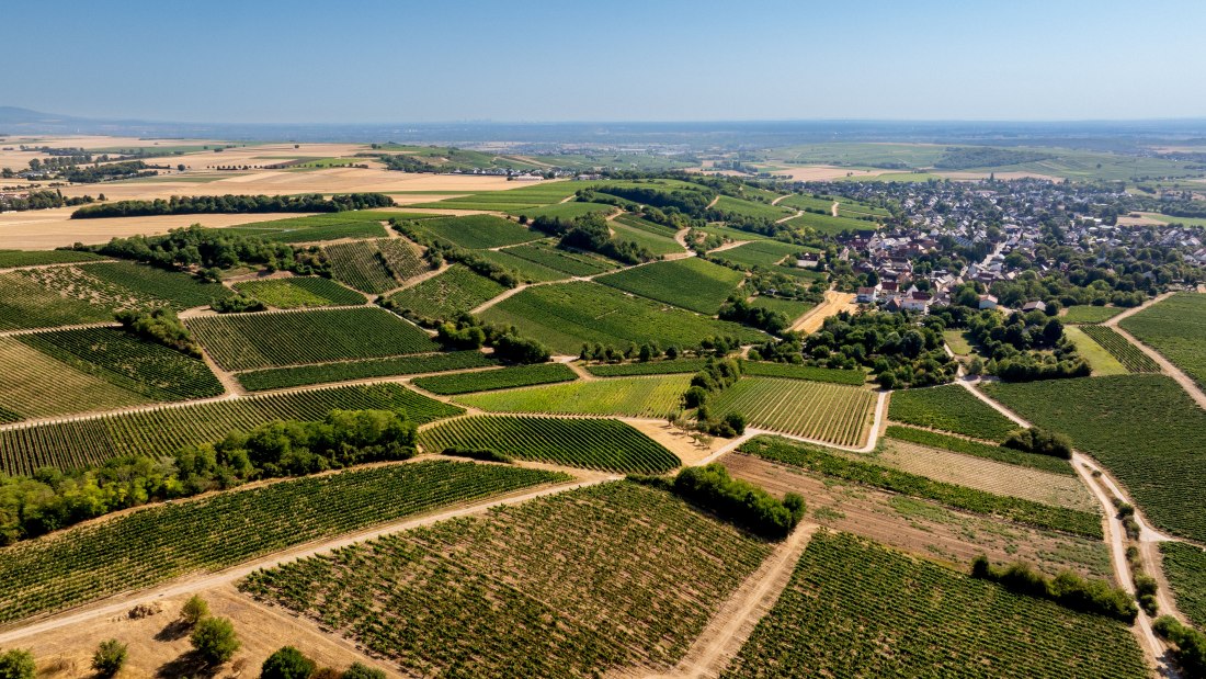 Harxheimer Schloßberg-015 Kopie, © Torsten Silz Harxheimer Schloßberg-015 Kopie, © Torsten Silz
