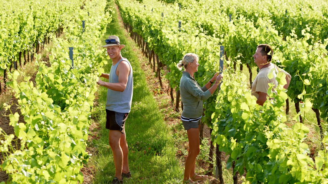 Weingut Hofmann_Weinreben, © Weingut Hofmann Weingut Hofmann_Weinreben, © Weingut Hofmann