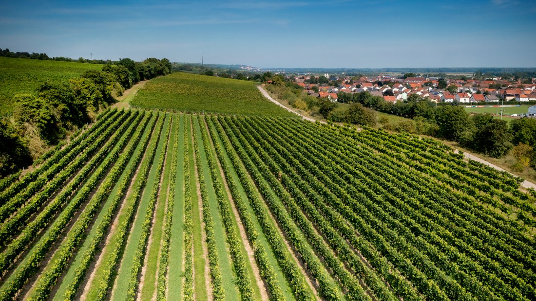 Guntersblumer Bornpfad Guntersblumer Bornpfad