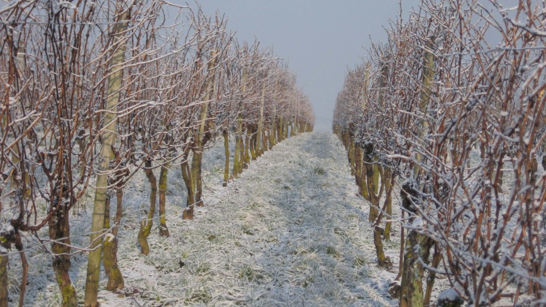 Weingut Wagner_Eeinberge-im-Schnee, © Weingut Wagner Weingut Wagner_Eeinberge-im-Schnee, © Weingut Wagner