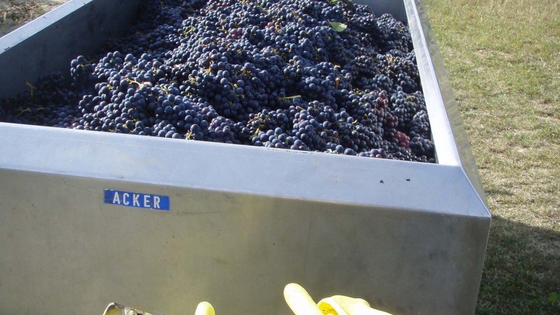 Weingut Wagner_Ernte, © Weingut Wagner Weingut Wagner_Ernte, © Weingut Wagner