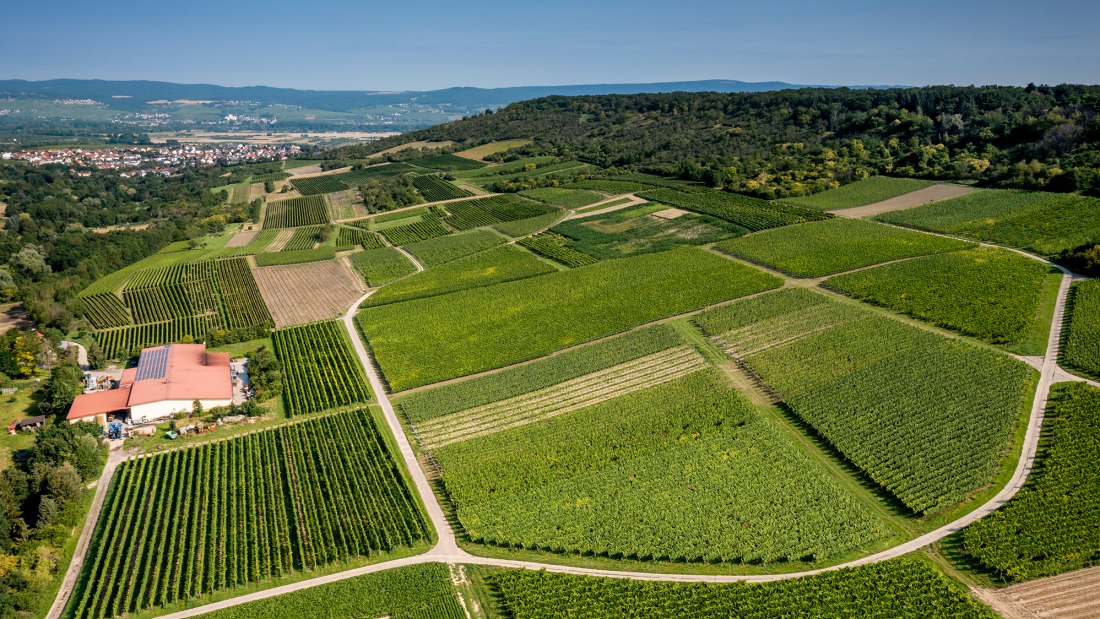 Gau-Algesheimer Goldberg Gau-Algesheimer Goldberg