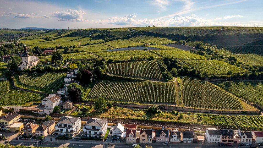 Niersteiner Zehnmorgen Niersteiner Zehnmorgen