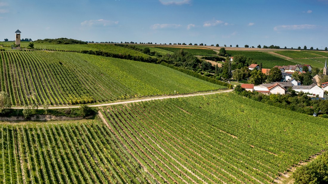 Vendersheimer Sonnenberg Vendersheimer Sonnenberg