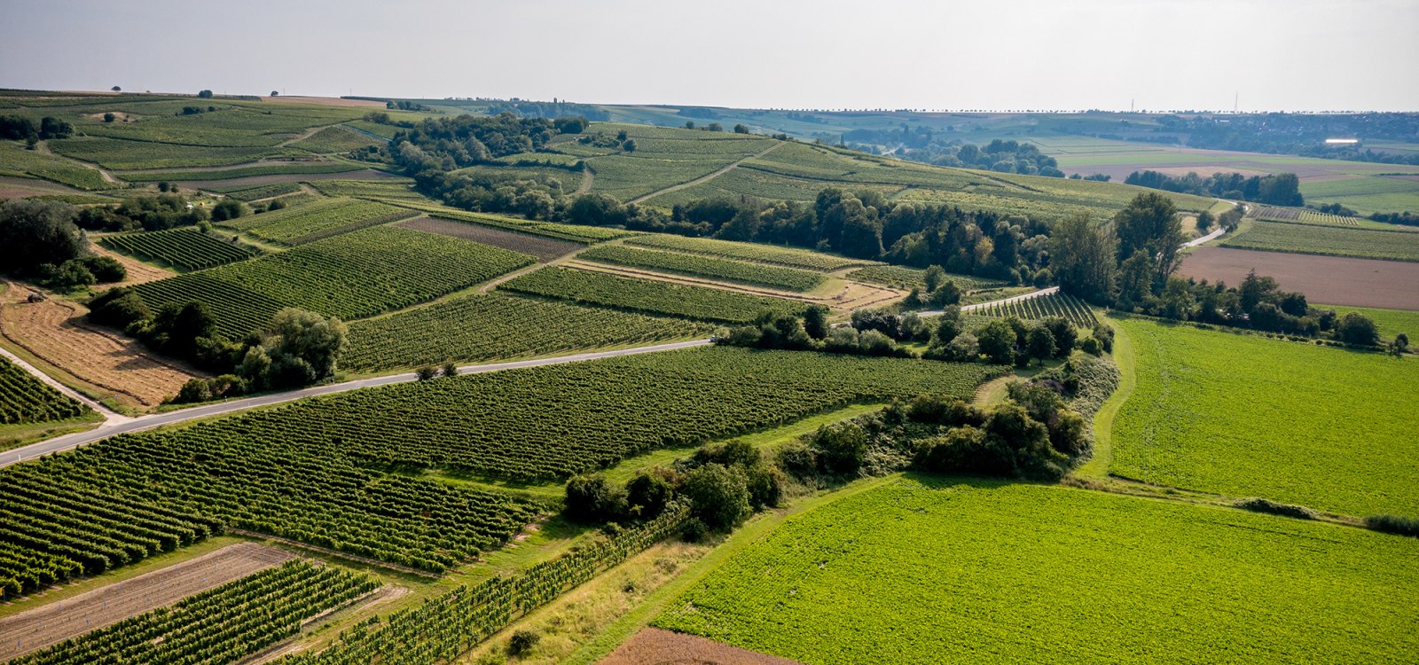 Saulheimer Schloßberg Saulheimer Schloßberg