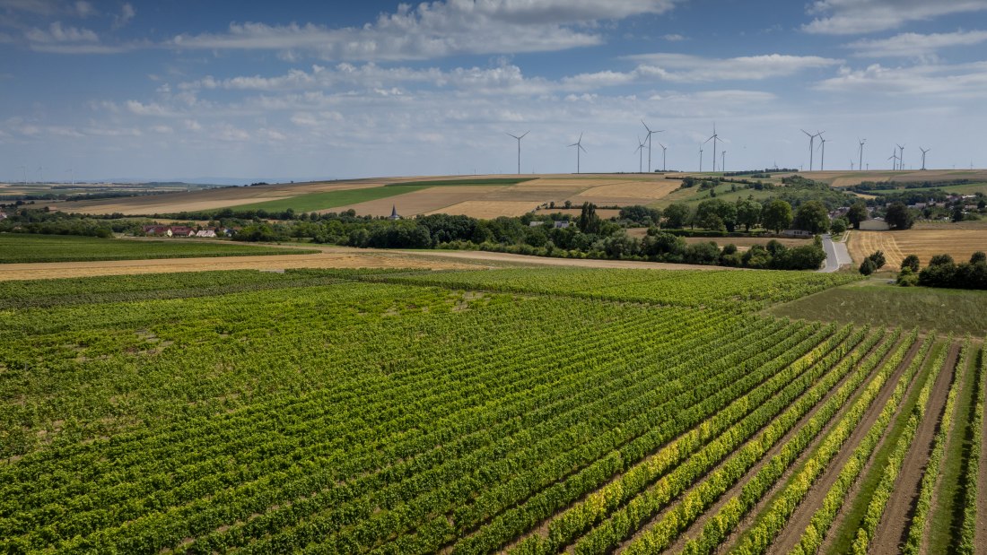 Freimersheimer Frankenstein, © Rheinhessenwein e.V., Torsten Silz Freimersheimer Frankenstein, © Rheinhessenwein e.V., Torsten Silz