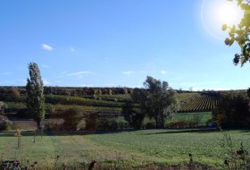 Grittmann © Weingut Grittmann Grittmann © Weingut Grittmann
