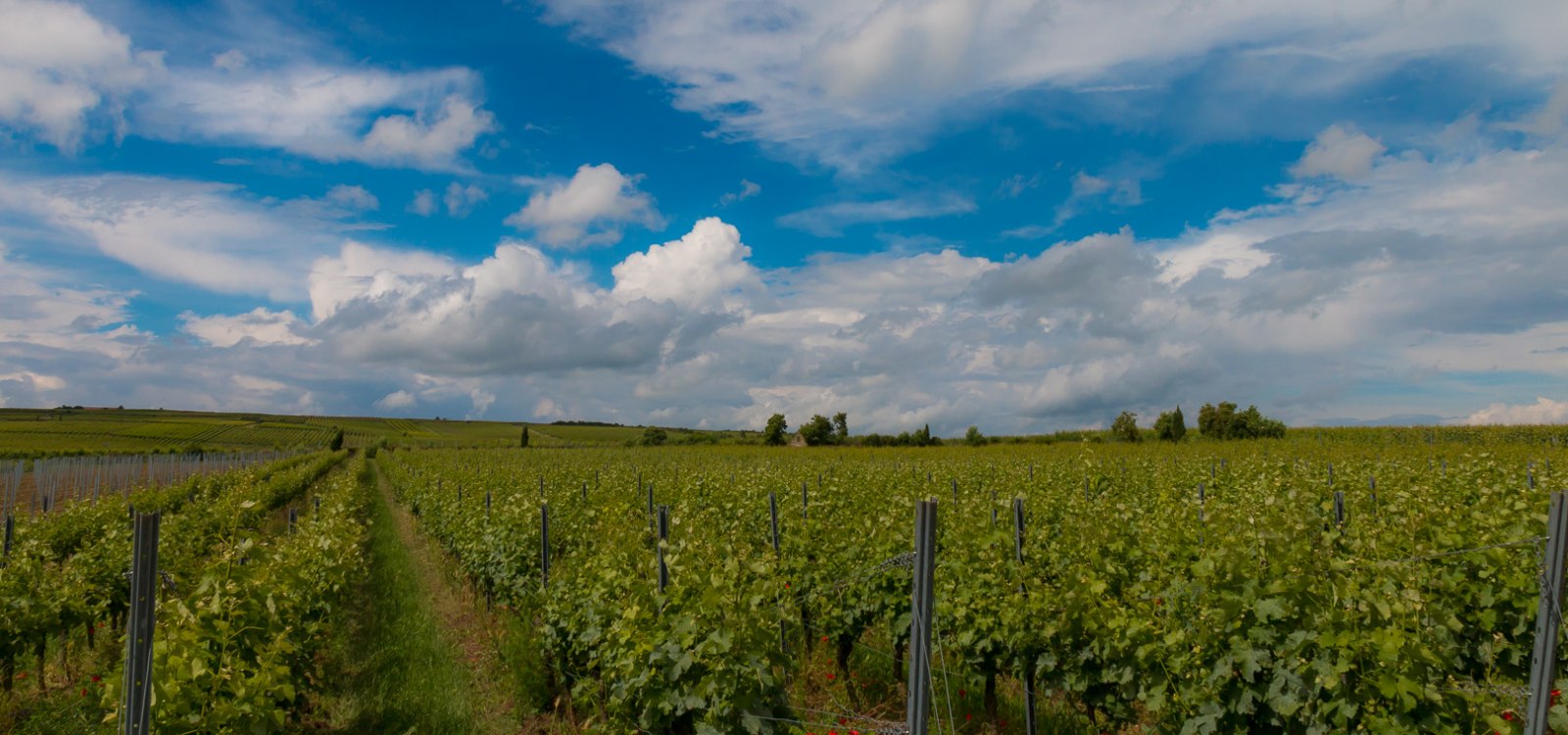 Weinberge im Wonnegau, © Ulrich van Wasem Weinberge im Wonnegau, © Ulrich van Wasem