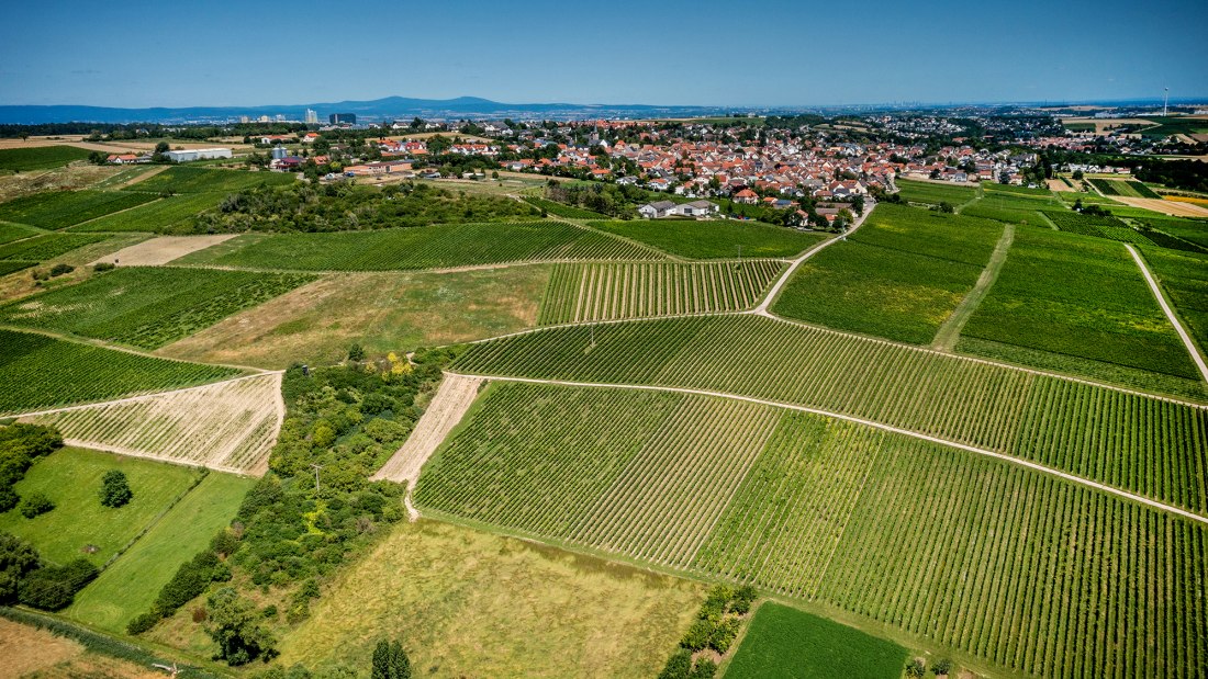 Ober-Olmer Kapellenberg Ober-Olmer Kapellenberg