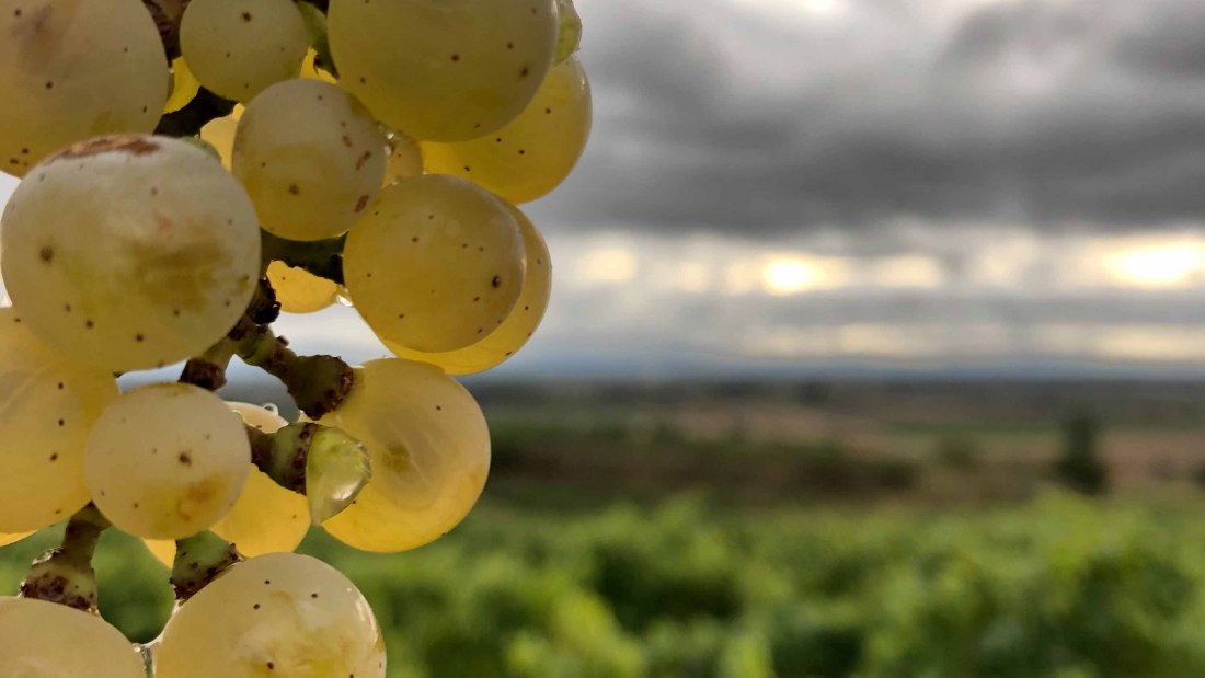 Weingut Bender_Trauben, © Weingut Bender Weingut Bender_Trauben, © Weingut Bender