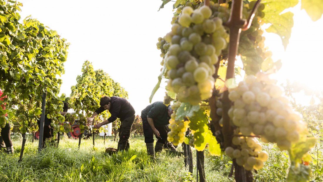 Weingut Freitag_Weinberg, © Weingut Freitag Weingut Freitag_Weinberg, © Weingut Freitag