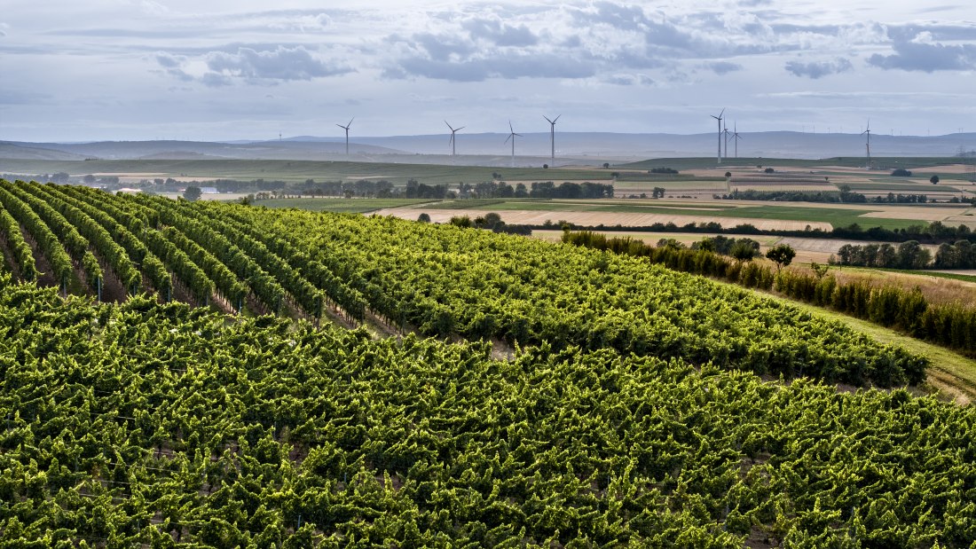 Bermersheimer Hildegardisberg Bermersheimer Hildegardisberg