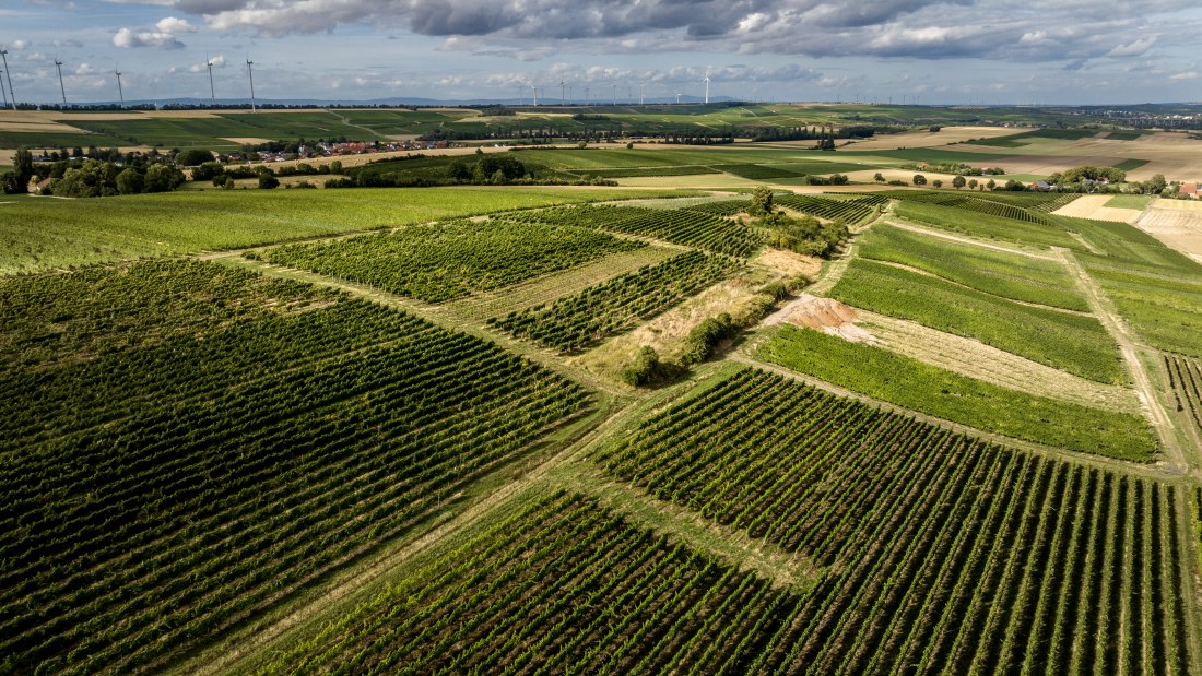 Mauchenheimer Sioner Klosterberg Mauchenheimer Sioner Klosterberg