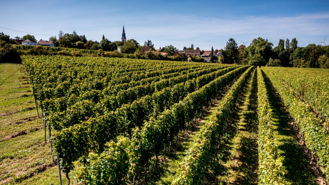 Flomborner Feuerberg Flomborner Feuerberg