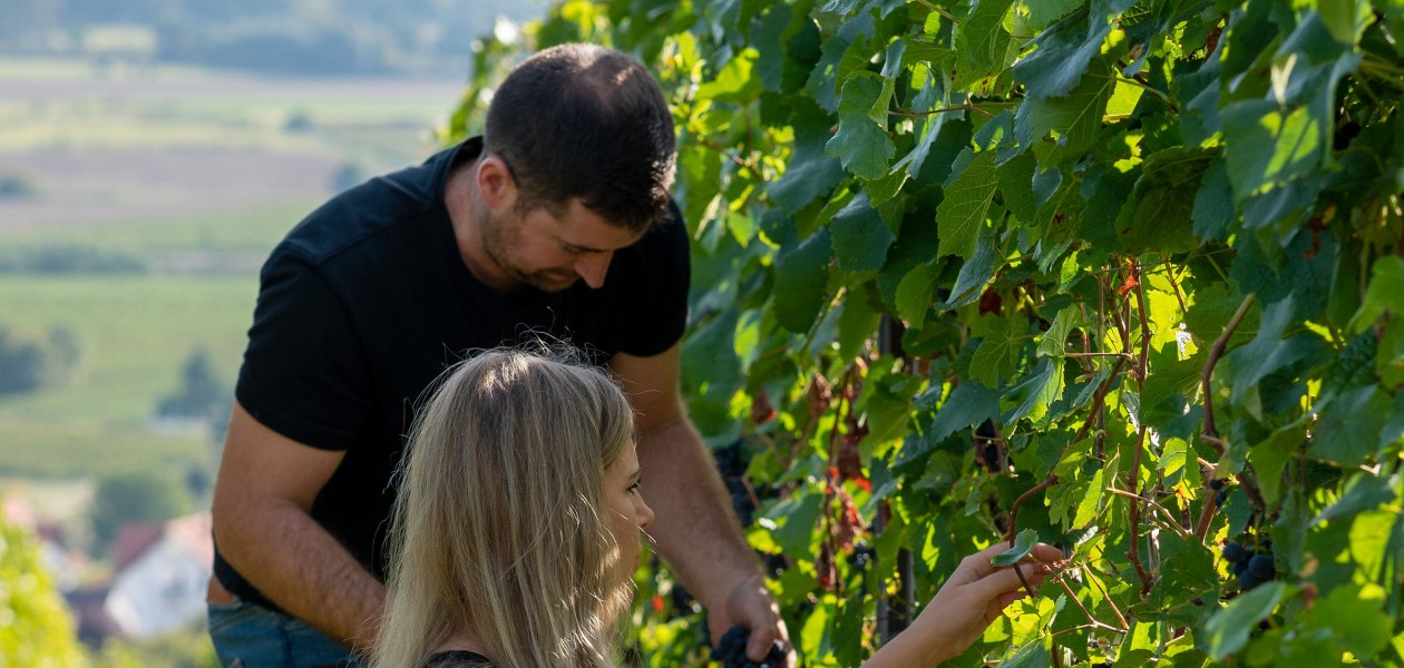Weingut Deiß_Weinlese, © Weingut Deiß Weingut Deiß_Weinlese, © Weingut Deiß
