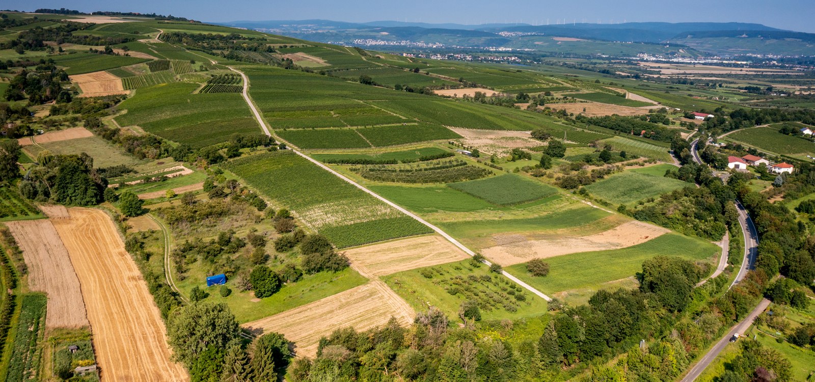 Gau-Algesheimer Goldberg Gau-Algesheimer Goldberg