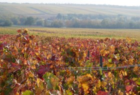Herbst in Westhofen © Michael Jung Herbst in Westhofen © Michael Jung
