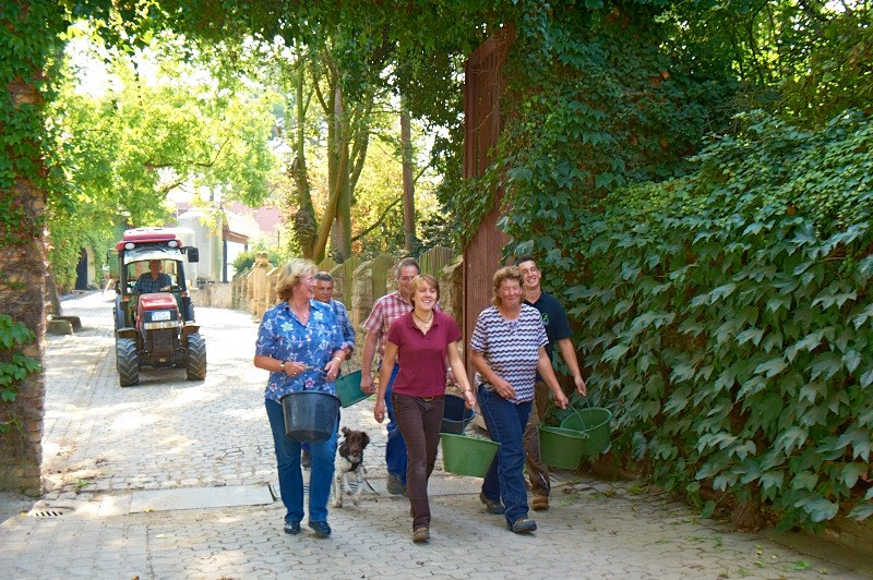 Weingut Kapellenhof_Weinlese, © Weingut Kapellenhof Weingut Kapellenhof_Weinlese, © Weingut Kapellenhof