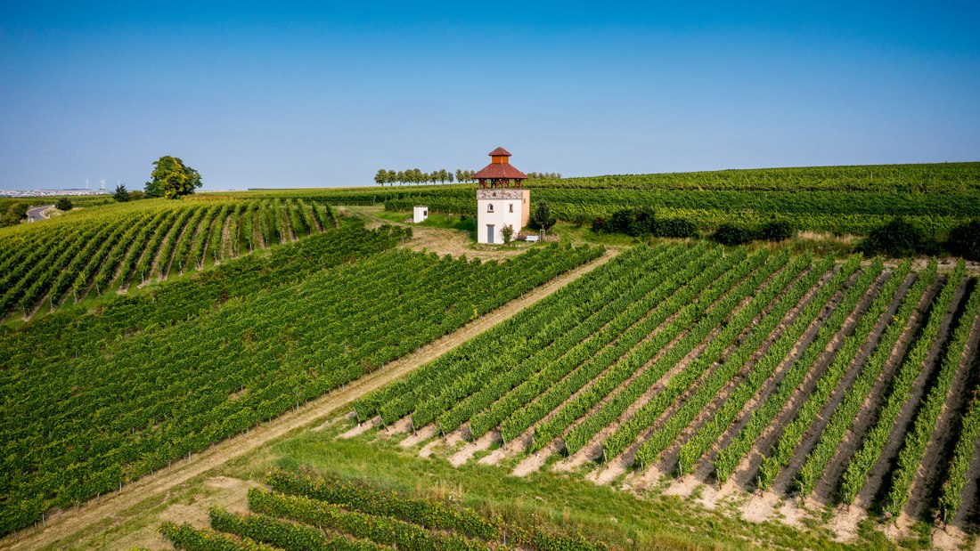 Saulheimer Schloßberg Saulheimer Schloßberg