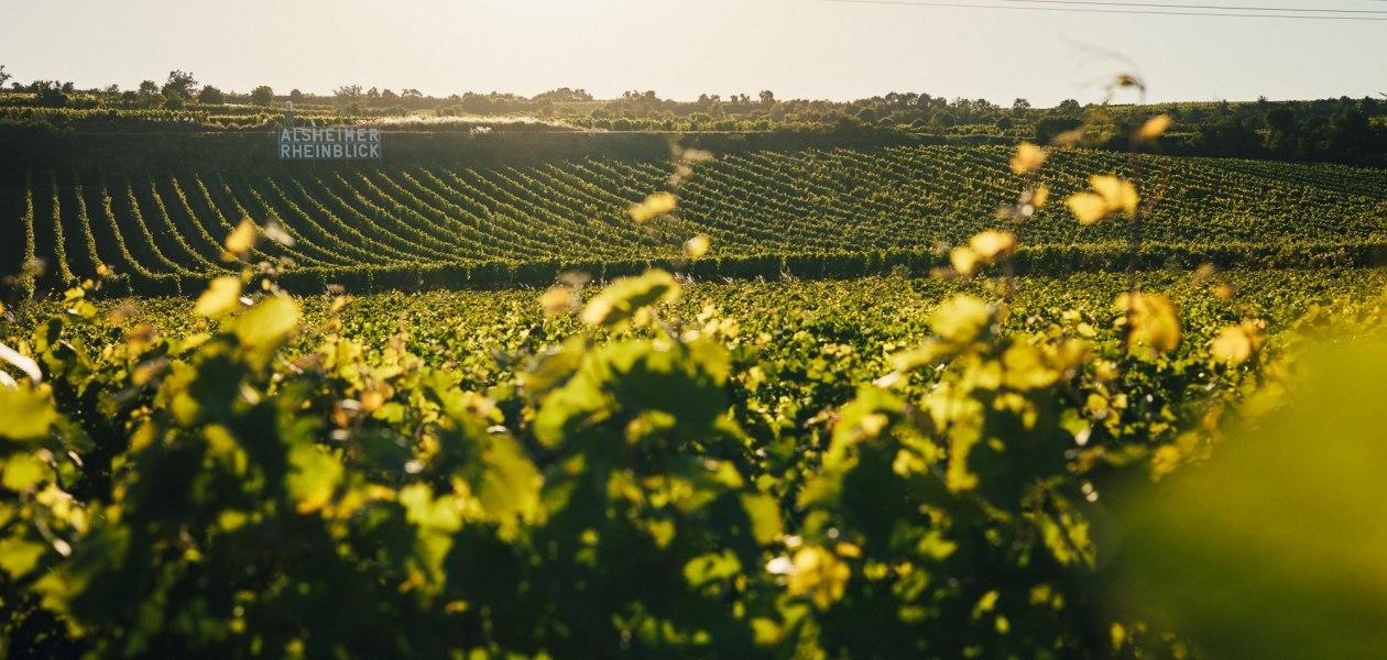 © Juwel Weine, Peter Bender © Juwel Weine, Peter Bender