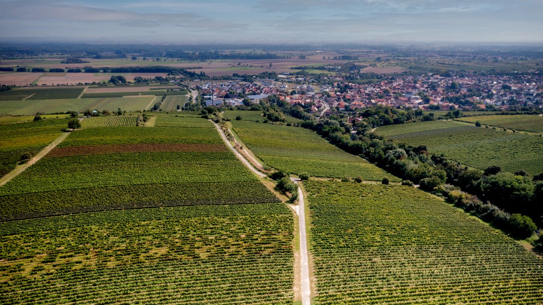 Guntersblumer Steig-Terrassen Guntersblumer Steig-Terrassen
