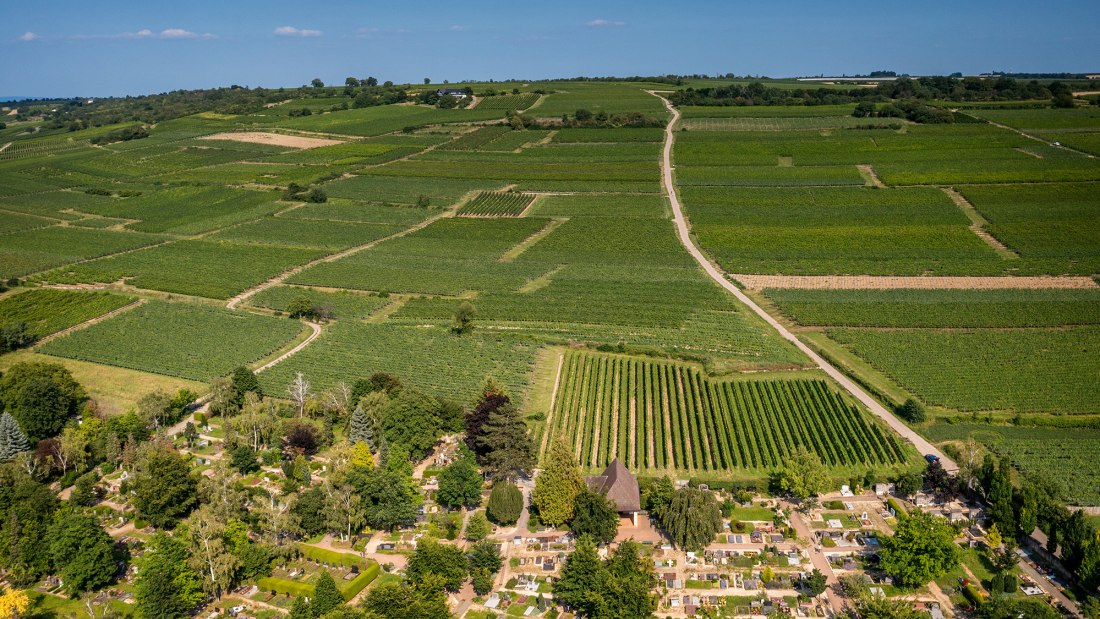 Ingelheimer Pares Ingelheimer Pares