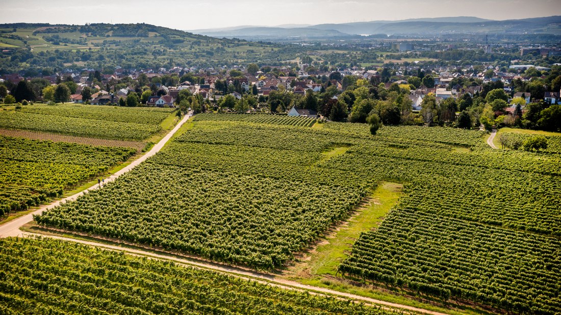 Ingelheimer Pares Ingelheimer Pares