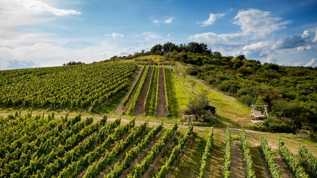 Gau-Odernheimer Herrgottspfad Gau-Odernheimer Herrgottspfad