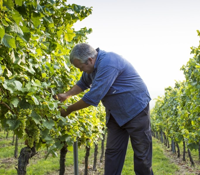 Weingut Helmut Best_Weinlese, © Weingut Helmut Best Weingut Helmut Best_Weinlese, © Weingut Helmut Best