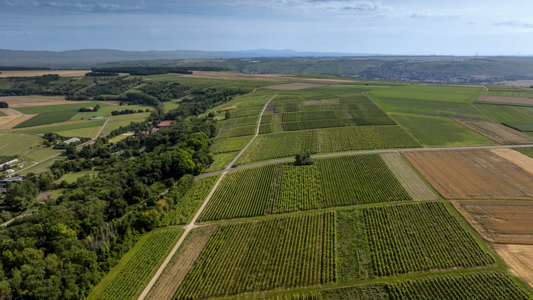 Nieder-Hilbersheimer Steinacker, © Torsten Silz Nieder-Hilbersheimer Steinacker, © Torsten Silz