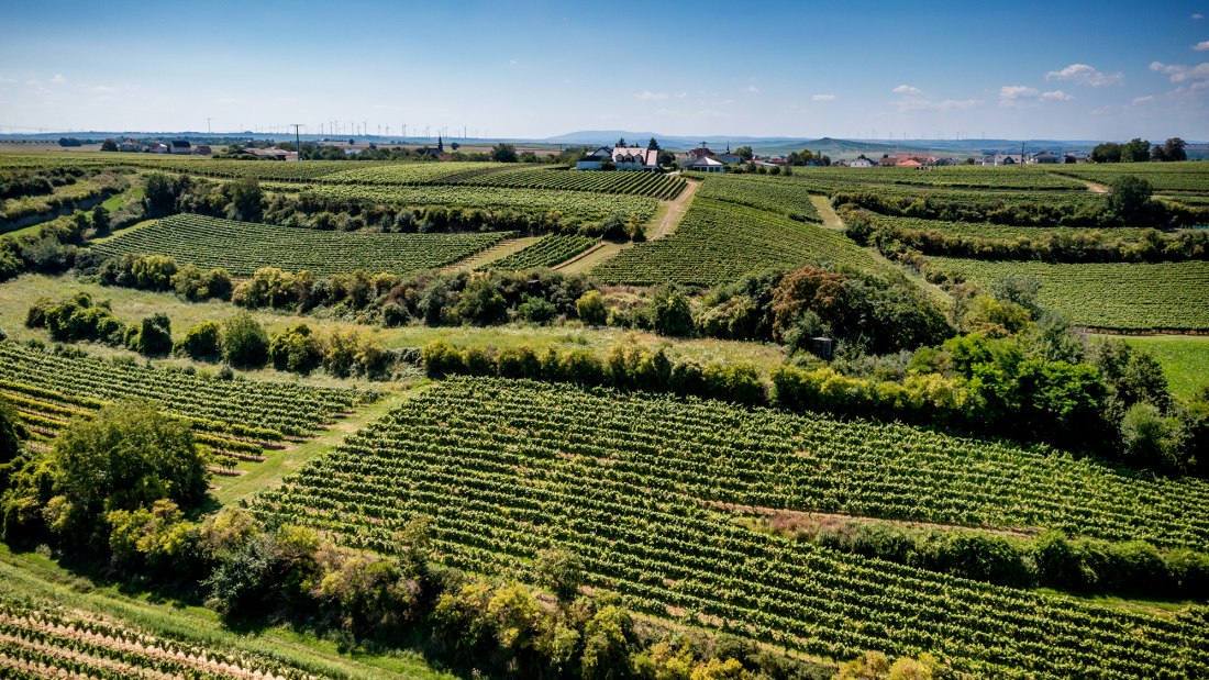 Dalheimer Kranzberg Dalheimer Kranzberg